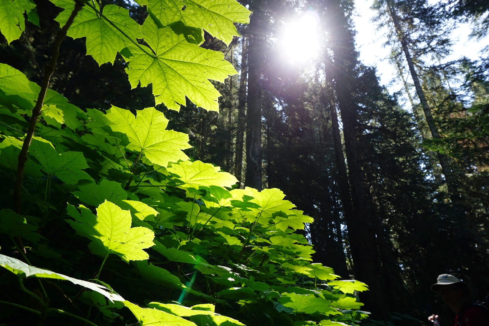 Don't Rock This Boat Copper Ridge/Chilliwack River Trail, North