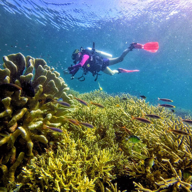 bawah laut raja ampat foto diving bawah laut raja ampat