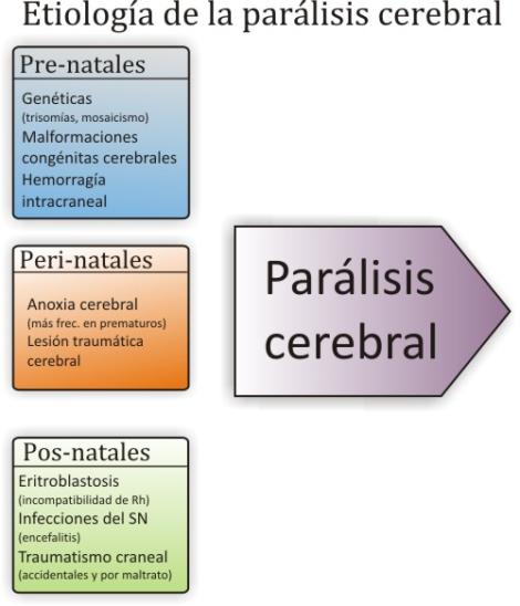 encefalopatia cronica no evolutiva
