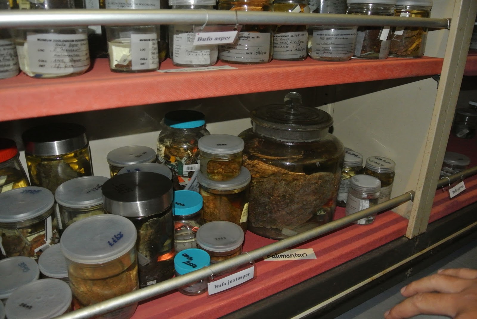 Gambar Cara Mengawetkan Insektarium