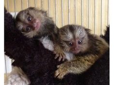 Finger Monkey or Pygmy Marmoset for sale: Finger Monkey for Sale