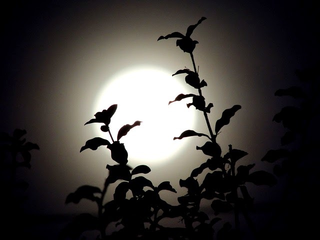 luna di notte come sfondo