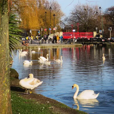 Dublin in a day: the swans of Portobello