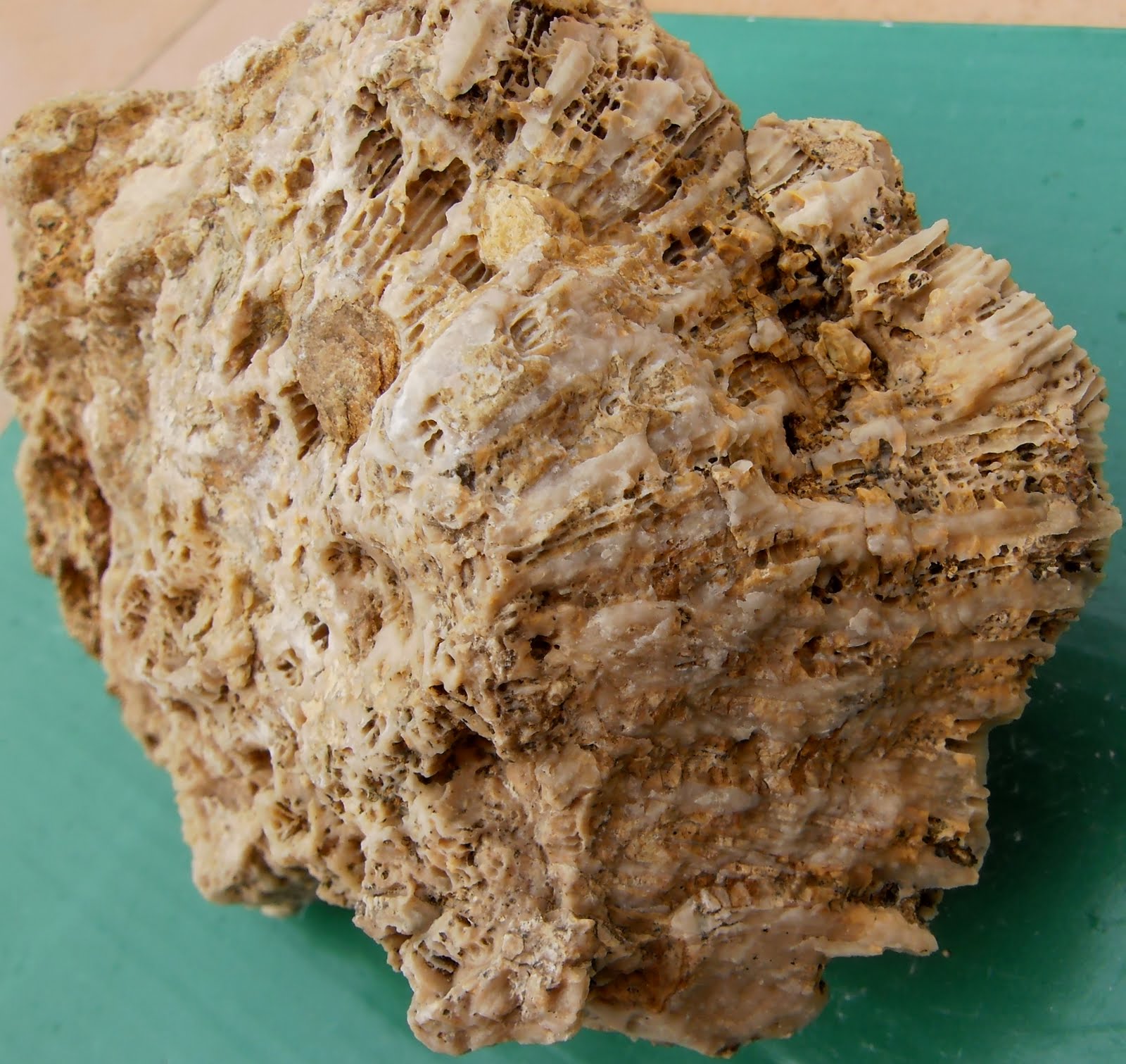 Fossil corals Fossil Corals A beautiful...