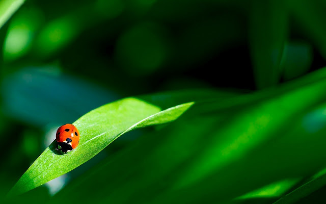 Beautiful photo of a red ladybug walking on a green leaf with a green background