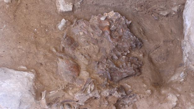 Kerangka Neanderthal