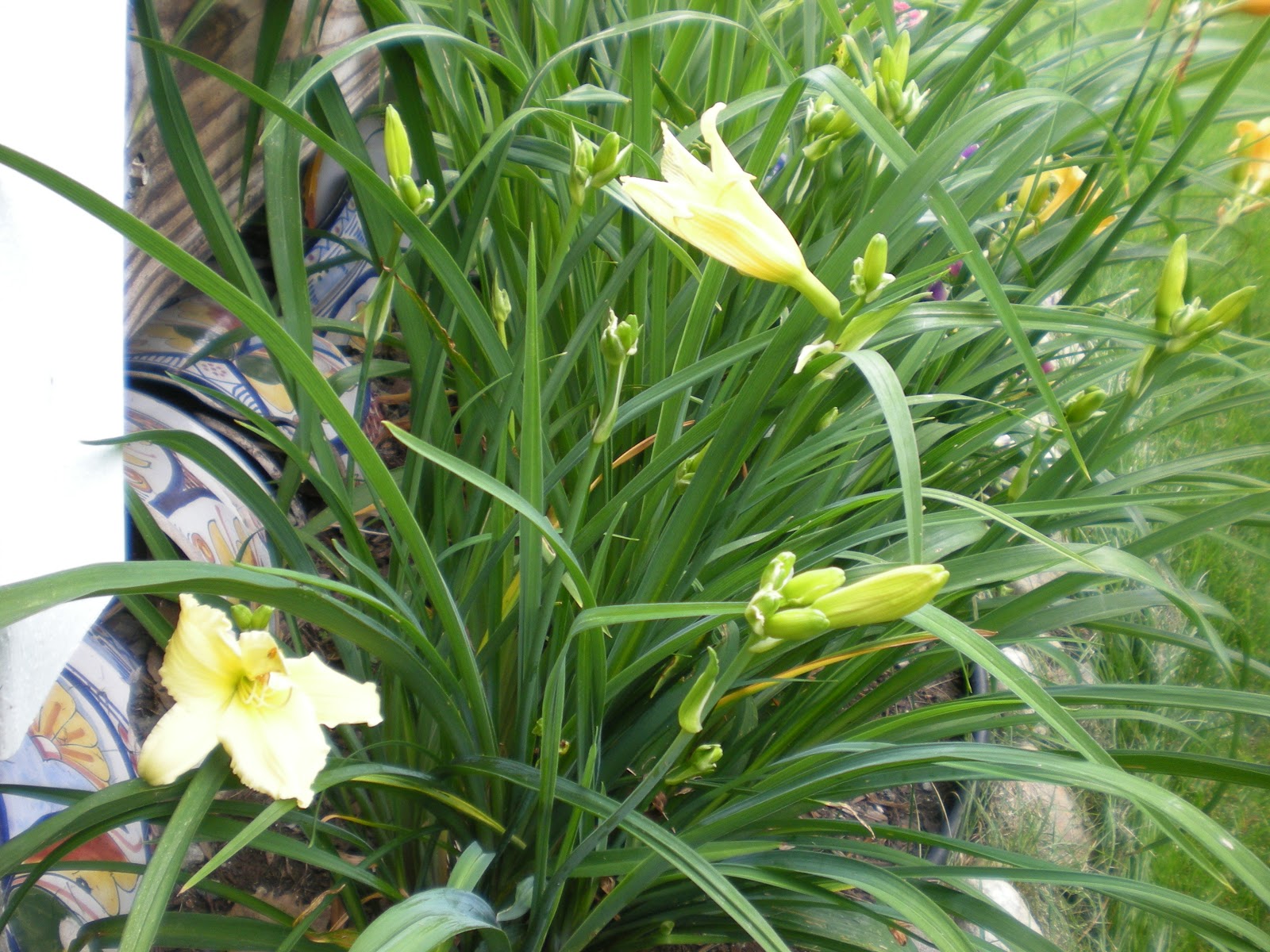 Garden Minutes 庭日記 Lilies coming out