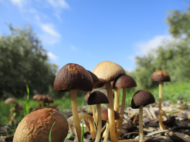 Wild Mushrooms in Sierra Sur de Jaen, Andalucia, Spain