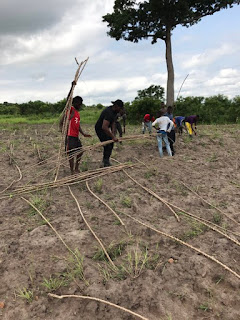 Proud Farmer, John Dumelo's sort of 'Planting for Food and Jobs' cassava farming with some Manya Krobo community youth is yet ongoing ...