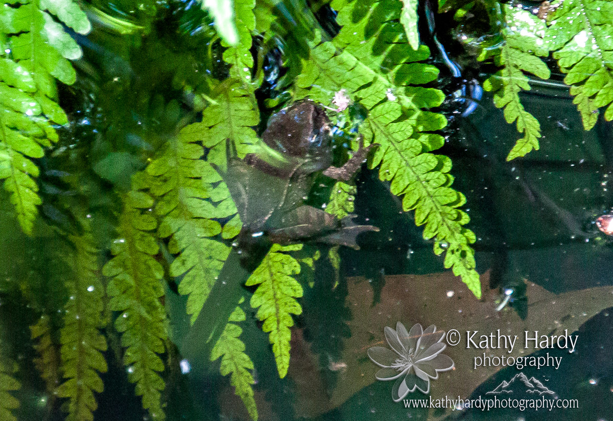 Kathy Hardy's Handmade Life Pollywogs...