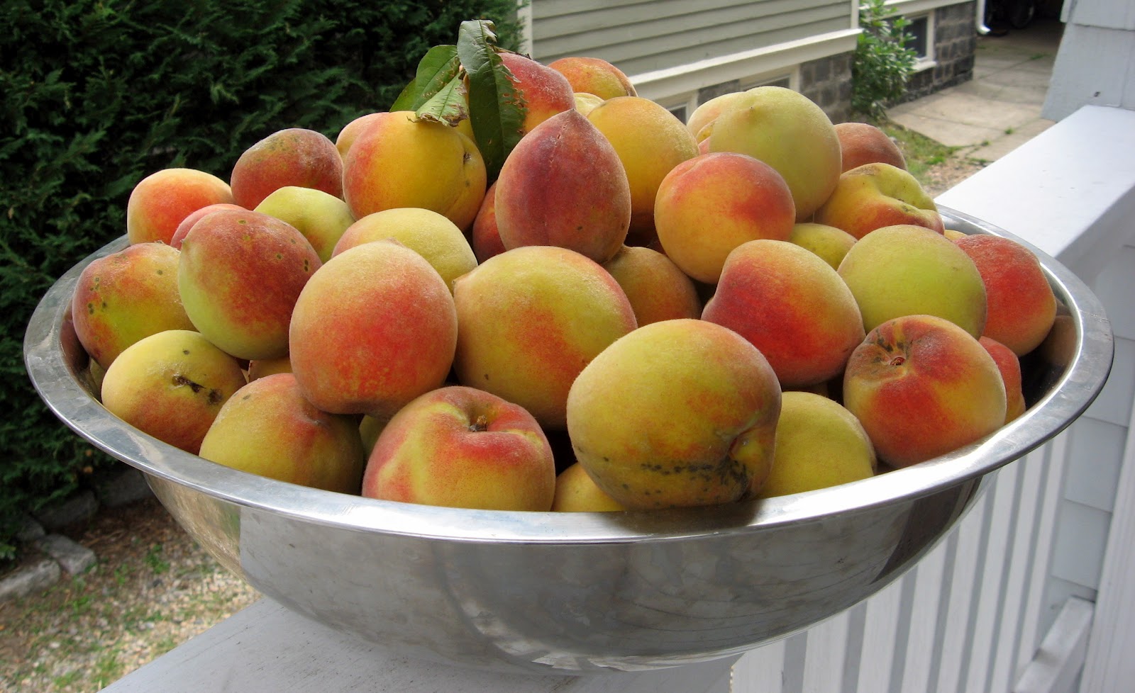 Farm share stories Fresh Peach Greek Yogurt Cake