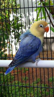 African Lovebirds Mutations Variety - Lovebird Breeding Tips And ...