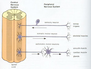 Nik's IGCSE Biology: 2.83 recall that the central nervous system
