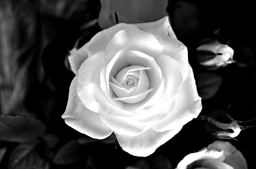 white rose