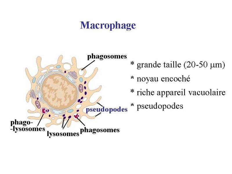 Le système immunitaire Les bases fondamentales Bio faculté