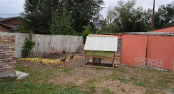 chicken chickens coop backyard fence corner cooped wire coup