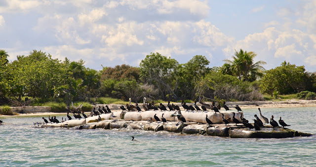 isla de pájaros, holbox,yucatan, mexico