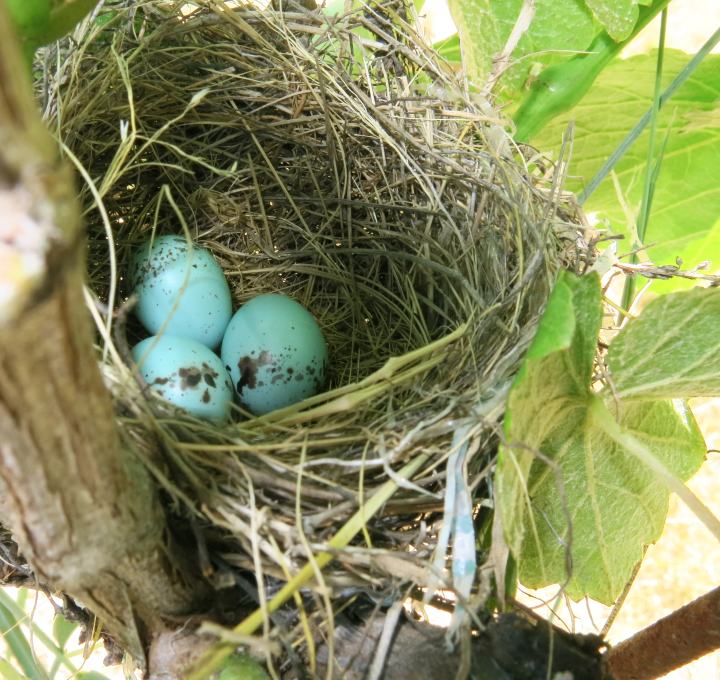 EnoViti: Nests Happen