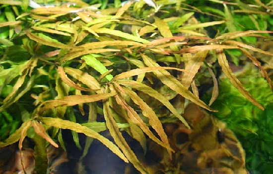 Funquatic Depok Hygrophila Stem Plant Family Acanthaceae