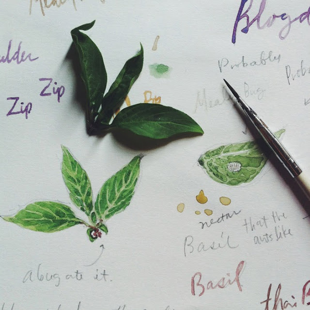 Kitty N. Wong / Basil plant watercolour sketch on VSCOCAM