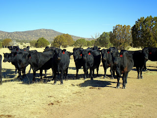 Black Angus cows in west Texas