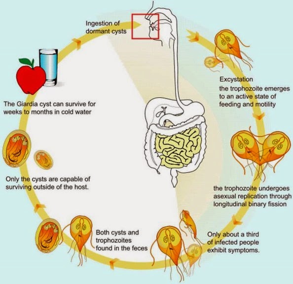 Study Medical Photos Giardiasis