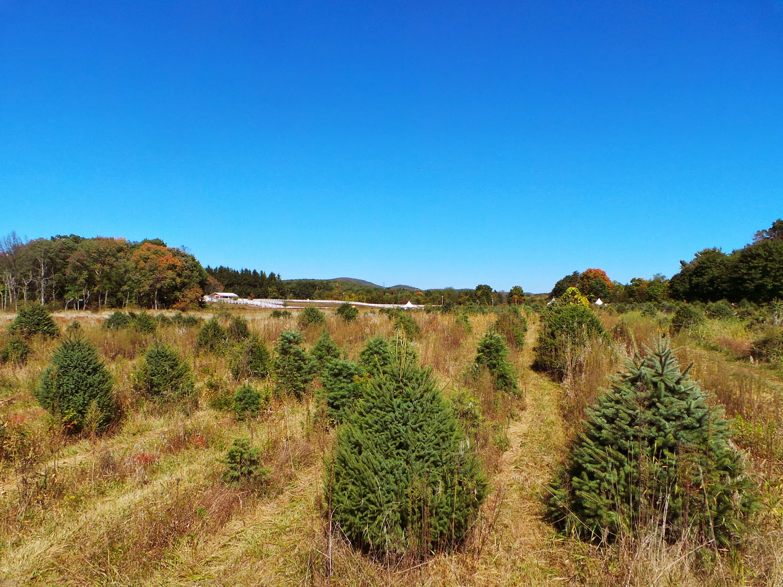 New Jersey and You Perfect Together, Liberty and