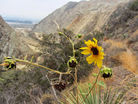 View south on the lower end of Van Tassel Ridge Trail in Fish Canyon