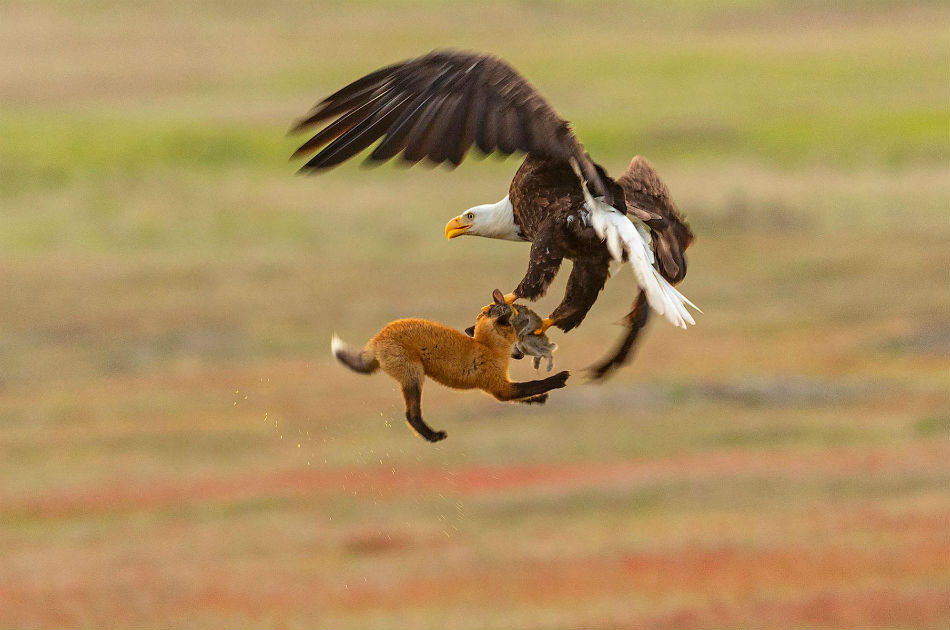 L'aquila ruba la preda alla volpe e la trascina via Mondo Tempo Reale
