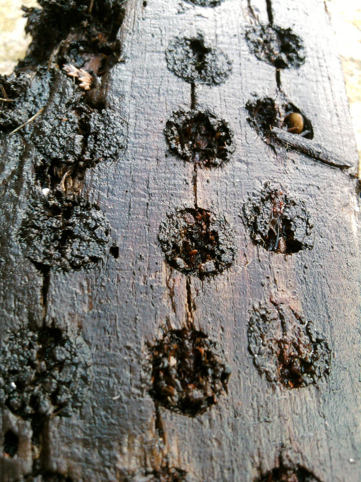 Hannah Lamb Things with holes in