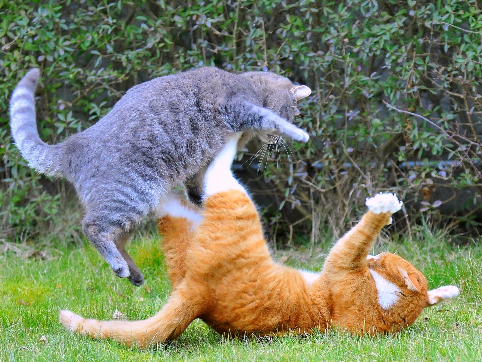 Gray tabby cat and orange tabby cat fighting | Exclusively Cats Veterinary Hospital Waterford, MI