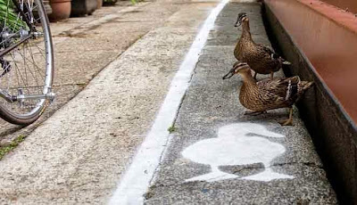 Dua ekor bebek yang sedang lewat di jalan Dua ekor bebek yang sedang lewat di jalan