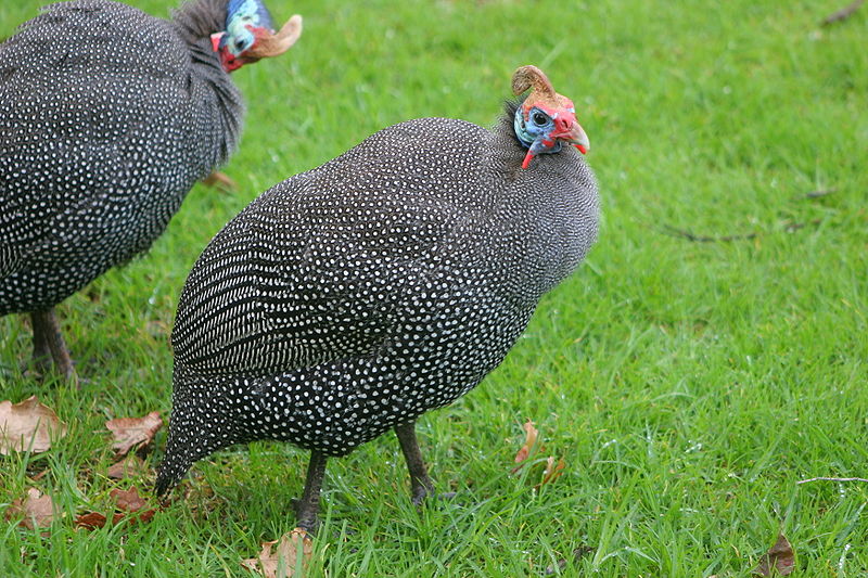 Guinea Fowl Prevent Lyme Disease by Eating Up to 4000 Ticks Per Day