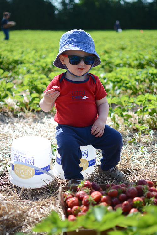 Strawberry picking, 2018 | My Darling Days Strawberry picking, 2018 | My Darling Days