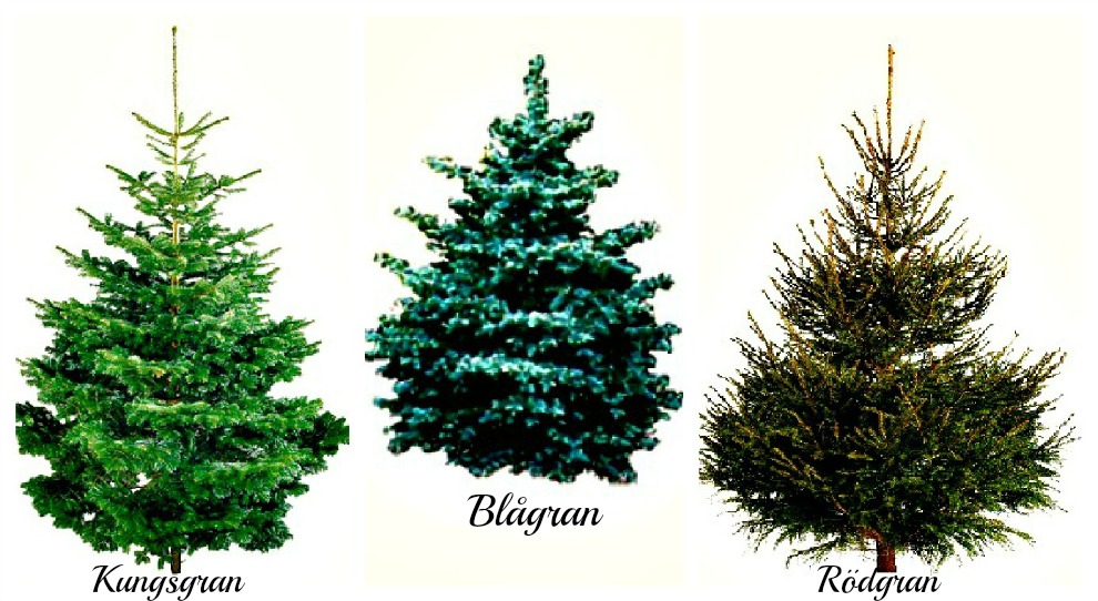 Inas★House Att välja julgran