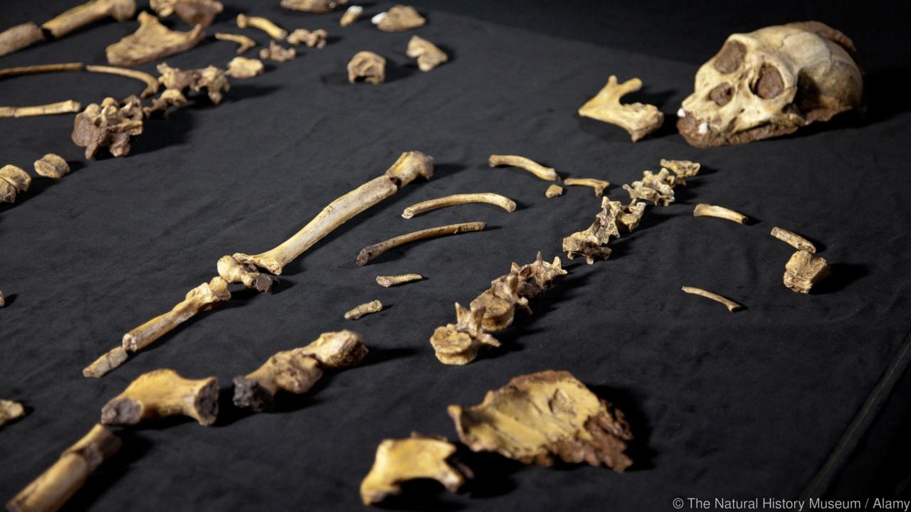 radiocarbon dating is used to estimate the age of fossils Historical geology/radiocarbon dating from wikibooks, open books for an open world is variously known as radiocarbon dating, carbon dating,. radiocarbon dating is used to estimate the age of fossils Historical geology/radiocarbon dating from wikibooks, open books for an open world is variously known as radiocarbon dating, carbon dating,.