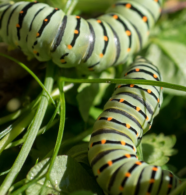 bruco Macaone (Papilio machaon) bruco Macaone (Papilio machaon)