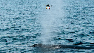 drones and whales