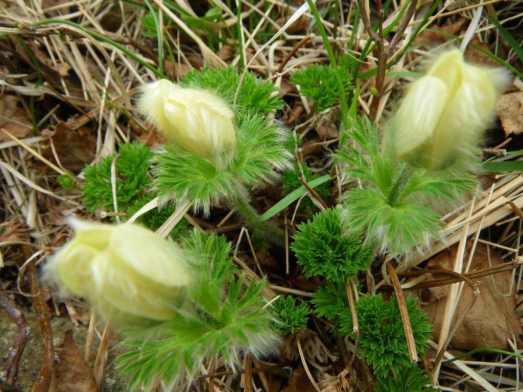 山野草 エゾツクモグサ 芦別岳 超希少大株