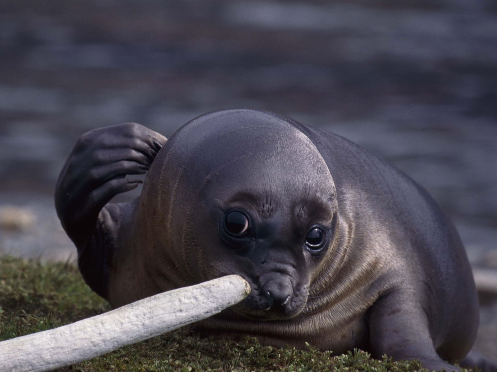 California Sea Lion Wallpapers California Sea Lion Wallpapers