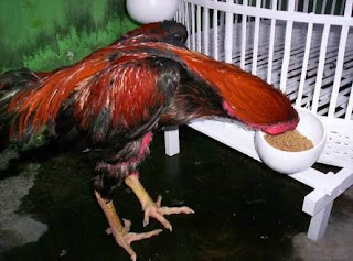 CARA MENAMBAH NAFSU MAKAN AYAM BANGKOK