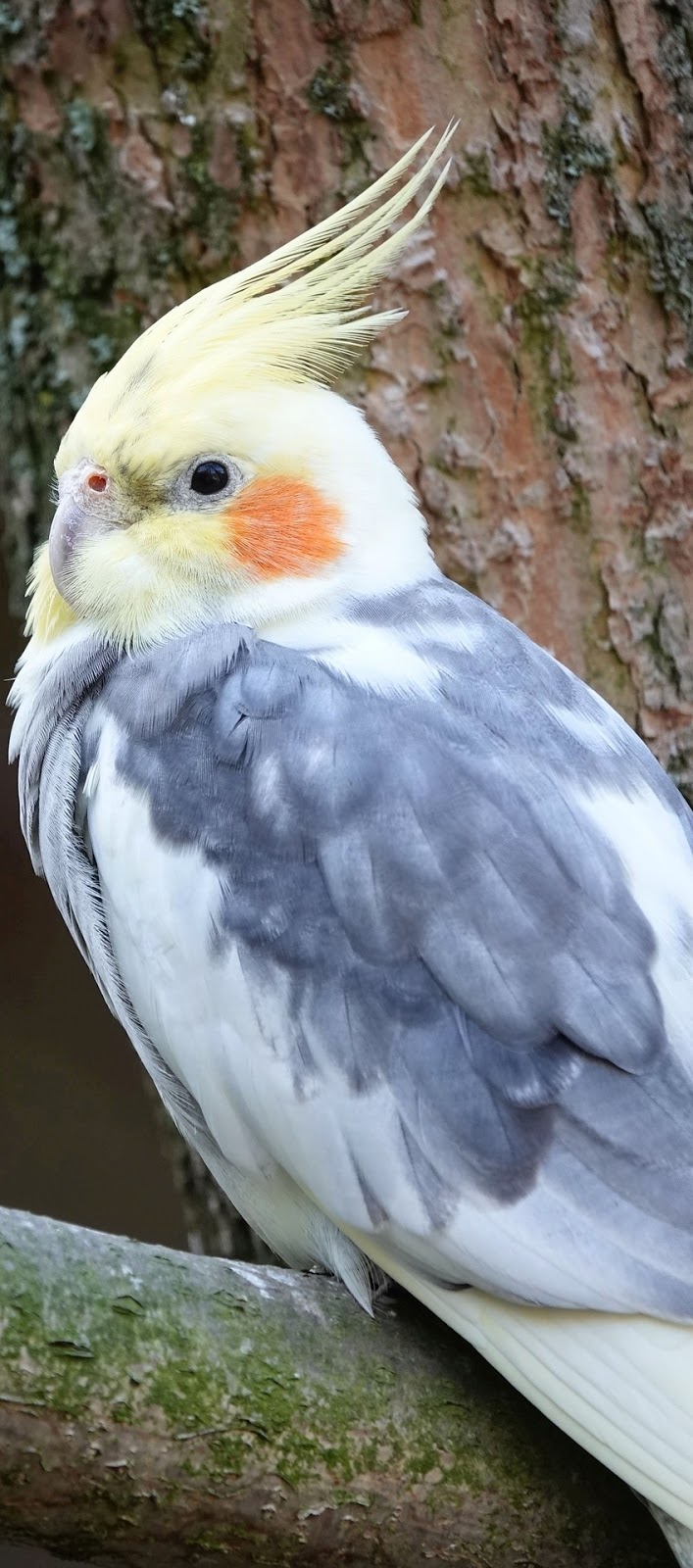 Picture of a beautiful cockatiel.