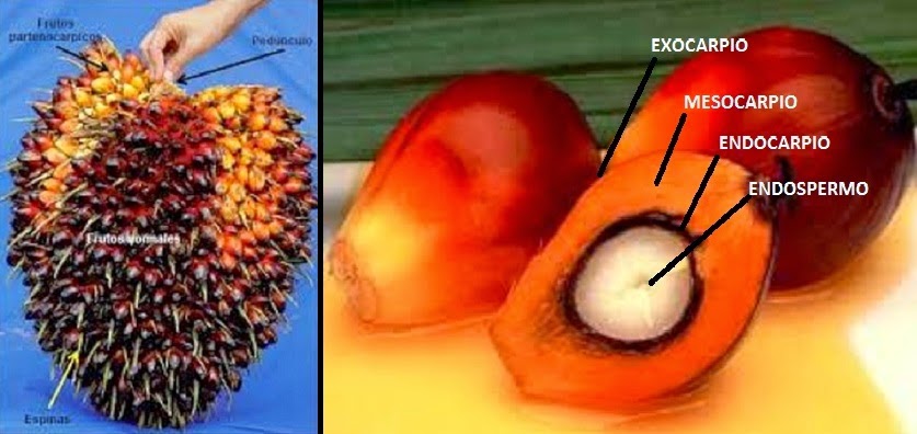 Fruta de donde se extrae el aceite de palma