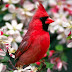 9 de mayo día internacional de las aves :: Rosita Estéreo