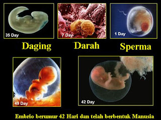 siklus embrio menjadi bayi bayi