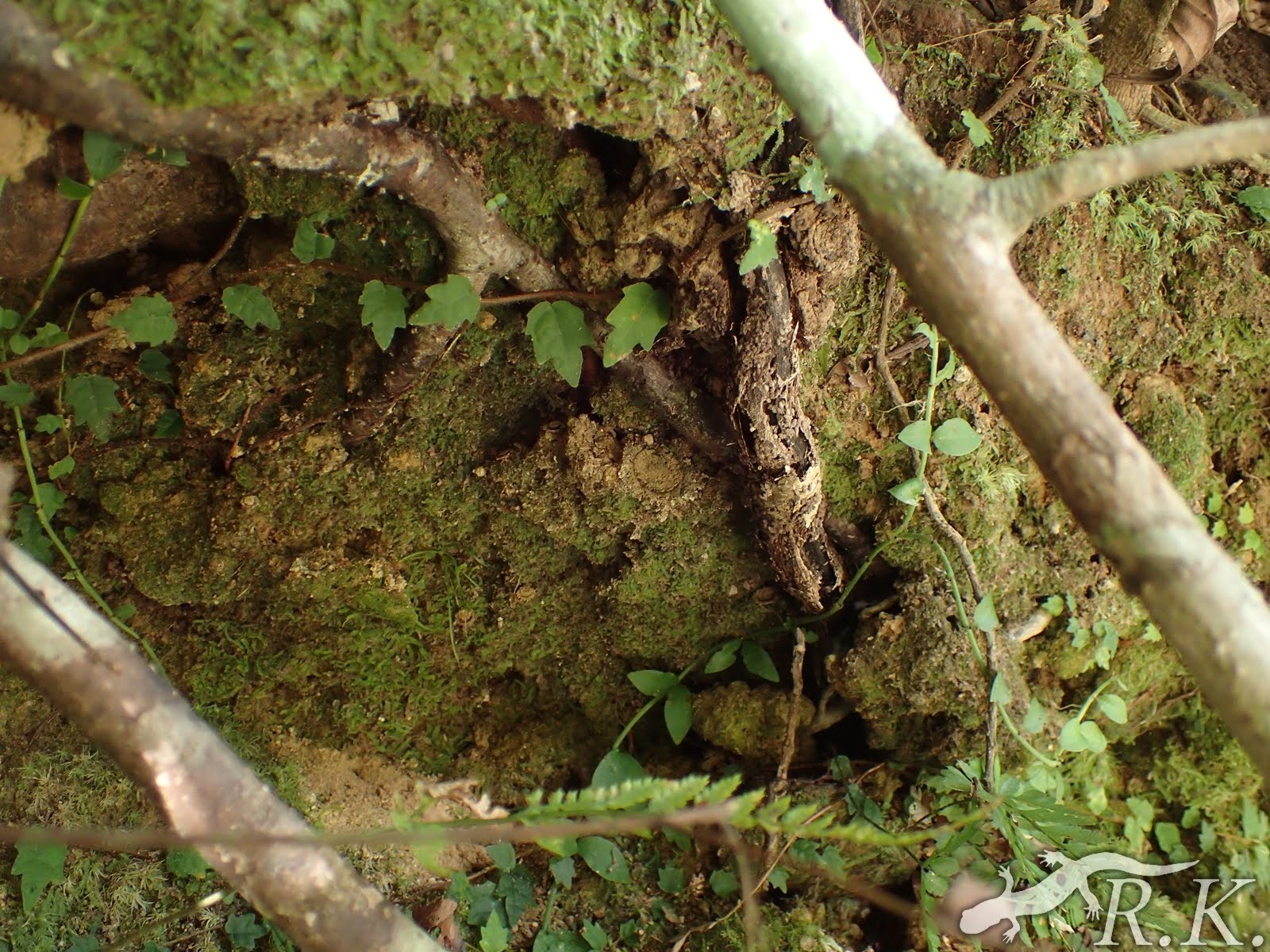 小さな隣人たちの世界 オキナワキムラグモ Ryuthela nishihirai (Haupt, 1979)