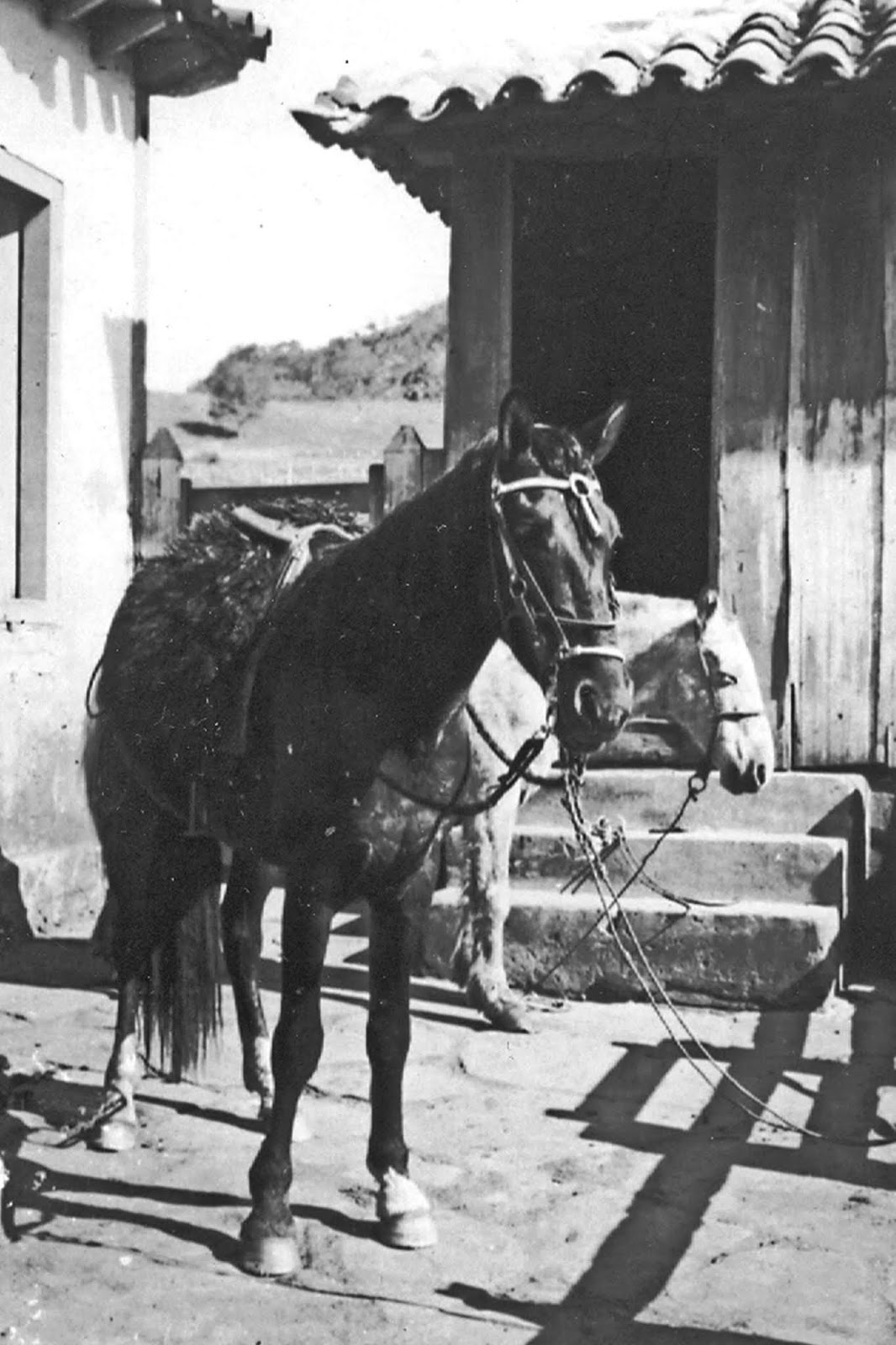 Cavalo preto comendo pastagem no curral a frente de um cavalo pardo Stock  Photo