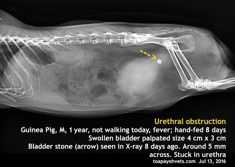 Veterinary, Photography and Travel Stories for vet students and pet