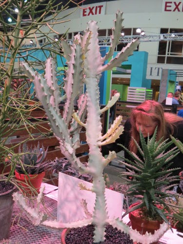 Euphorbia lactea