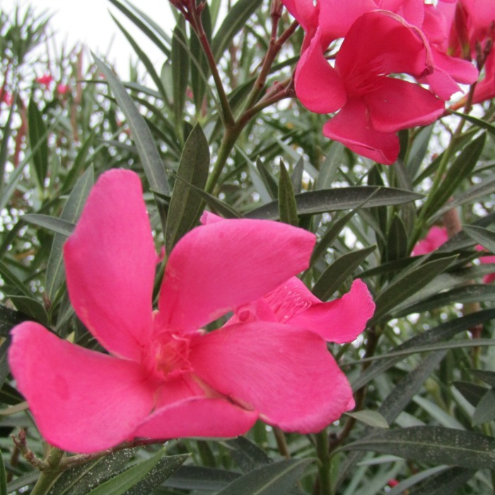 What's in Bloom at the End of October in Paso Robles? Walk with me through my Paso Robles neighborhood to see what's blooming.